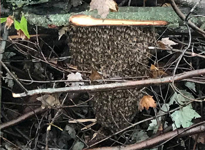 saving bees in michigan