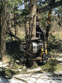 Buy Standing Timber Muskegon