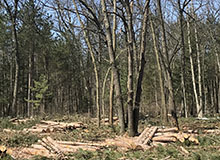 Grand Haven Habitat Management