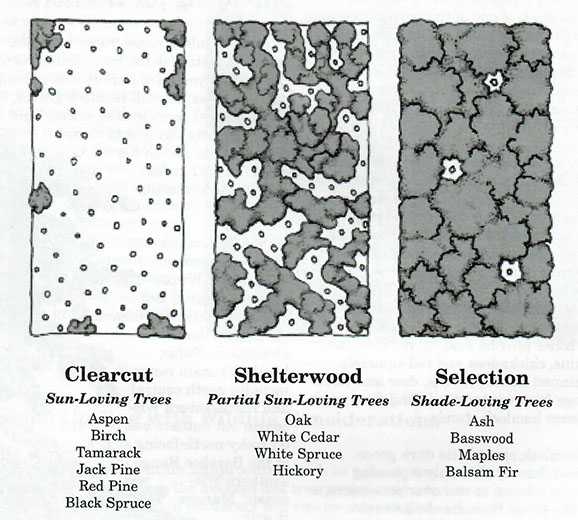 Timber Management Practices